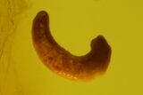 Fossil Butterfly Larva (Lepidoptera) and Fly (Diptera) in Baltic Amber #163507-4